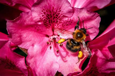 La Forza della Montagna in un Vasetto: Il Miele di Rododendro